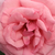 Roz - Trandafir teahibrid - Kanizsa